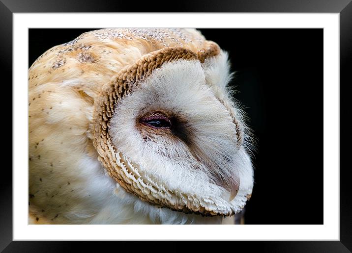 Barn Owl Portrait Framed Mounted Print by Andy McGarry