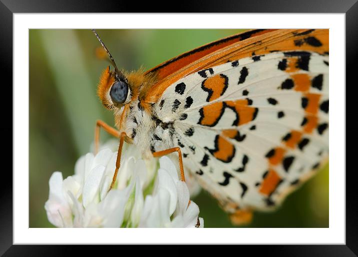 Spotted Fritillary Butterfly Framed Mounted Print by Oliver Porter