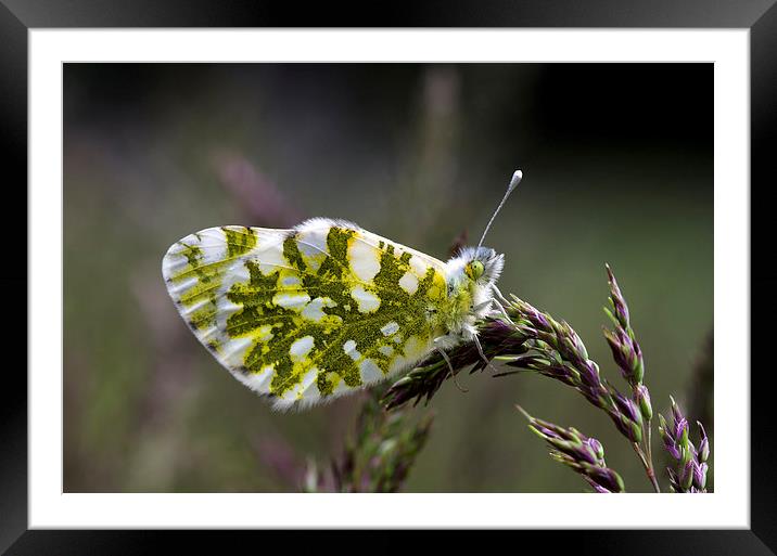 Dappled White Butterfly Framed Mounted Print by Oliver Porter