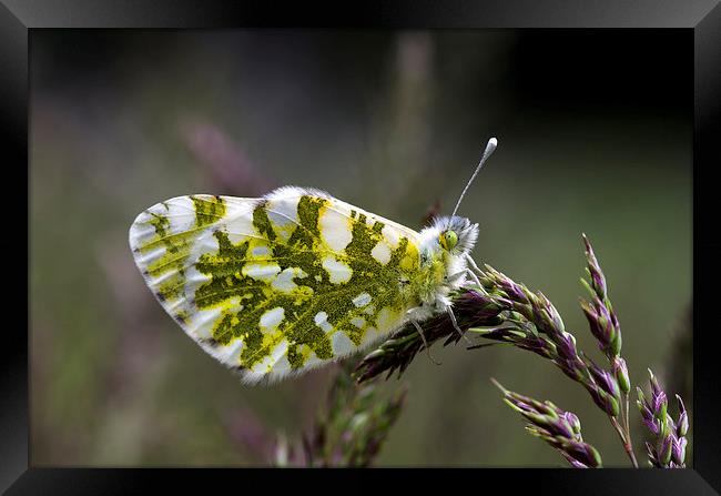 Dappled White Butterfly Framed Print by Oliver Porter