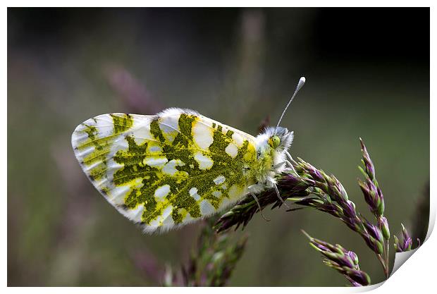 Dappled White Butterfly Print by Oliver Porter