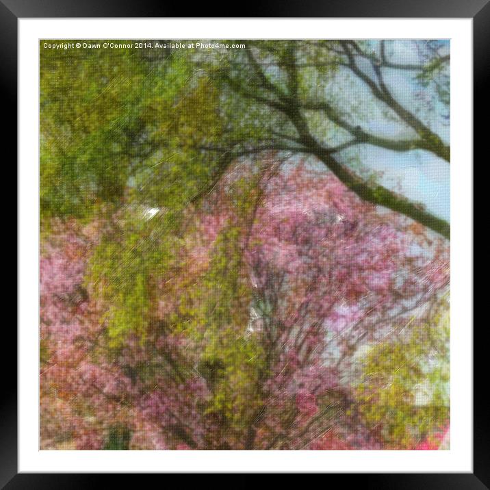 Victoria Park Spring Time 1 of 6 Framed Mounted Print by Dawn O'Connor