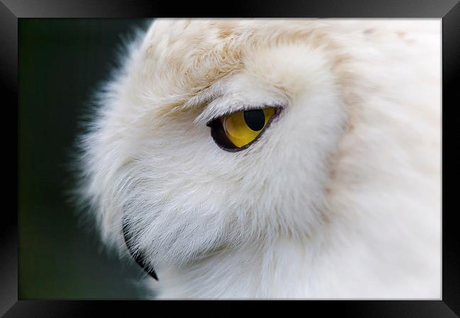 Snowy Owl Portrait Framed Print by Andy McGarry