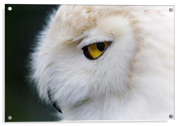 Snowy Owl Portrait Acrylic by Andy McGarry