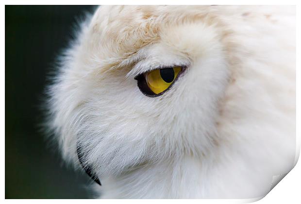 Snowy Owl Portrait Print by Andy McGarry