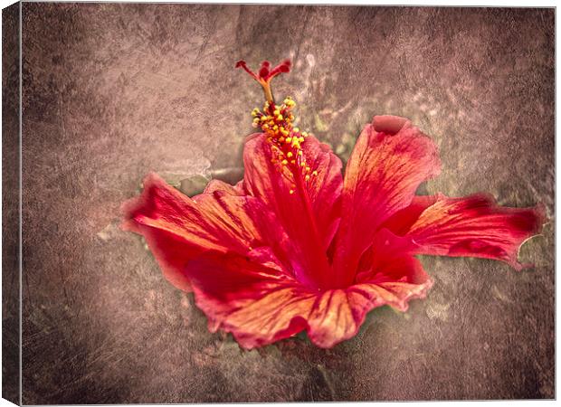 Hibiscus Red Canvas Print by Judy Hall-Folde