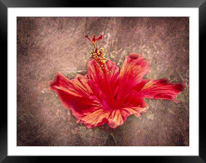 Hibiscus Red Framed Mounted Print by Judy Hall-Folde