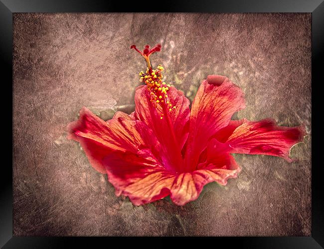 Hibiscus Red Framed Print by Judy Hall-Folde