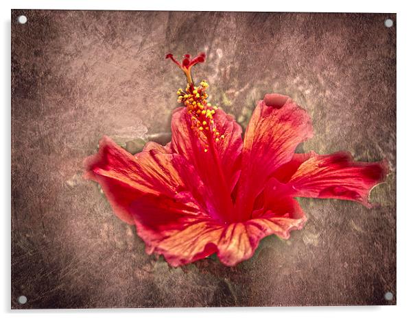 Hibiscus Red Acrylic by Judy Hall-Folde