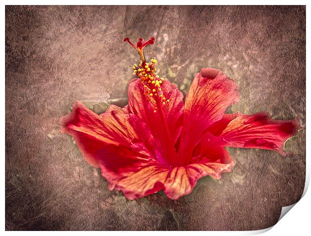 Hibiscus Red Print by Judy Hall-Folde