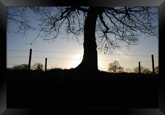 sun set tree scape Framed Print by Sarah Beattie
