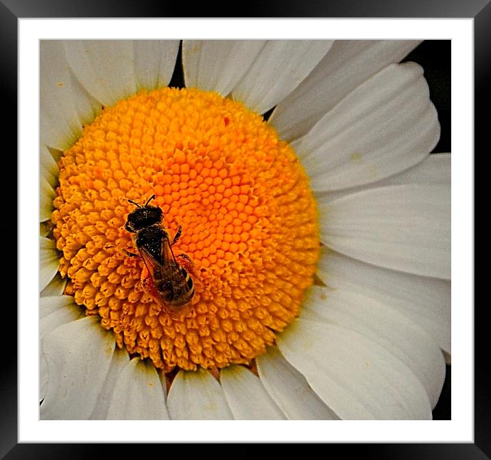 Wee Bee Framed Mounted Print by Patti Barrett