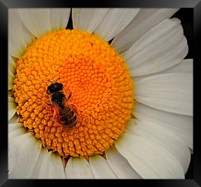 Wee Bee Framed Print by Patti Barrett