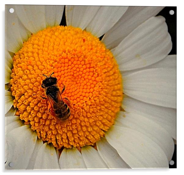 Wee Bee Acrylic by Patti Barrett