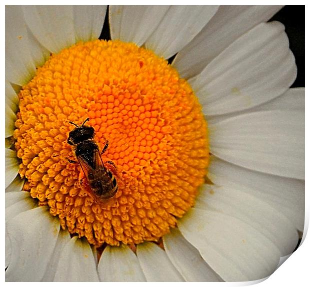 Wee Bee Print by Patti Barrett