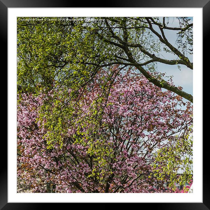 Victoria Park Spring Time 1 of 6 Framed Mounted Print by Dawn O'Connor