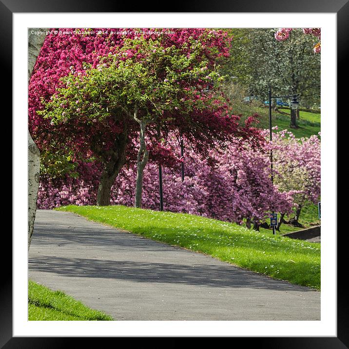Victoria Park Spring Time 5 of 6 Framed Mounted Print by Dawn O'Connor