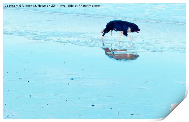 Sheepdog On The Beach Print by Vincent J. Newman