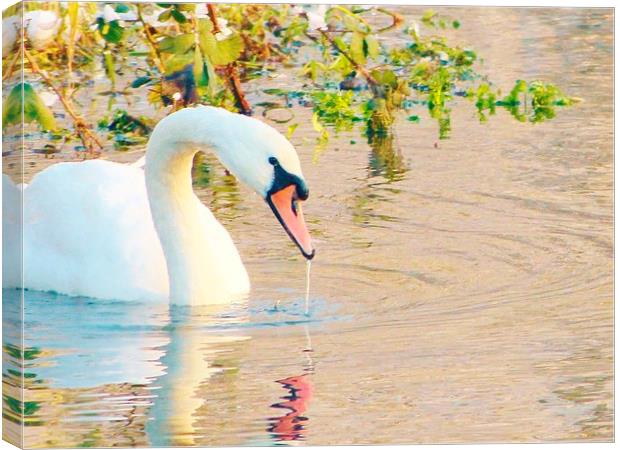 Swan Having A Drink Canvas Print by Vincent J. Newman