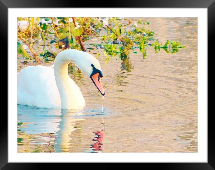 Swan Having A Drink Framed Mounted Print by Vincent J. Newman