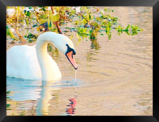 Swan Having A Drink Framed Print by Vincent J. Newman