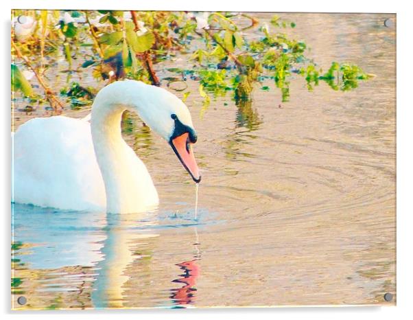 Swan Having A Drink Acrylic by Vincent J. Newman