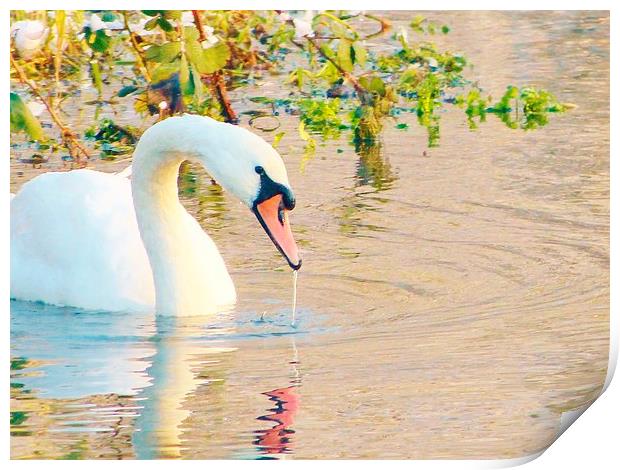Swan Having A Drink Print by Vincent J. Newman