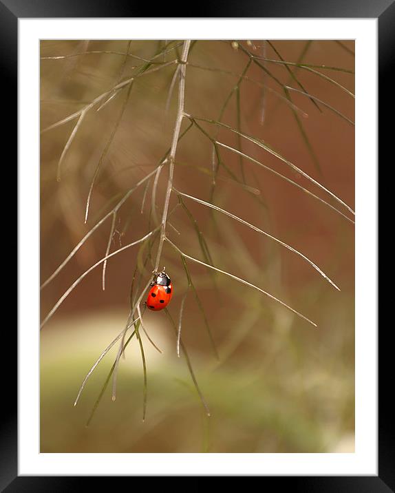 Ladybird Framed Mounted Print by Catherine Joll