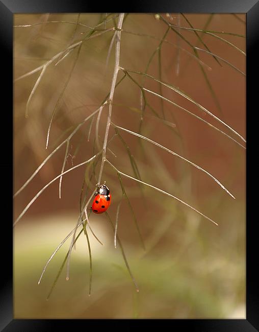 Ladybird Framed Print by Catherine Joll