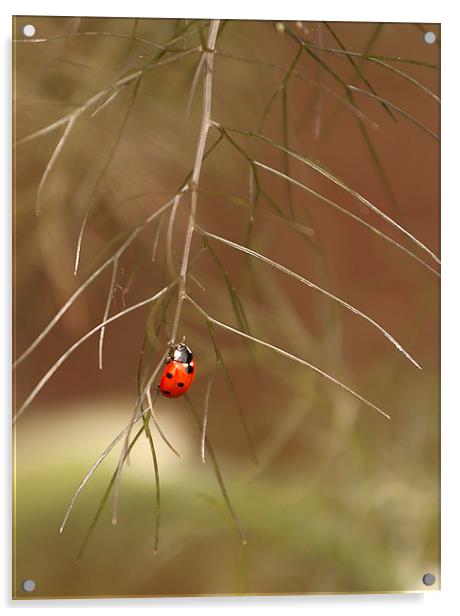 Ladybird Acrylic by Catherine Joll