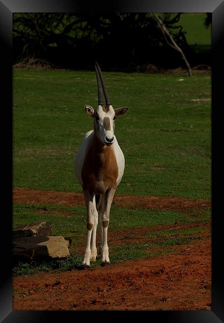Scimitar Horned Oryx Calf Framed Print by Graham Palmer