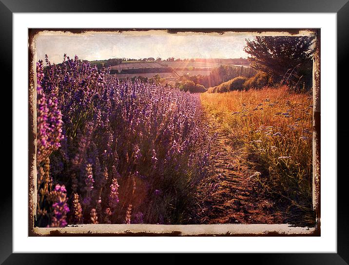 Sunlight on lavendar field Framed Mounted Print by Dawn Cox