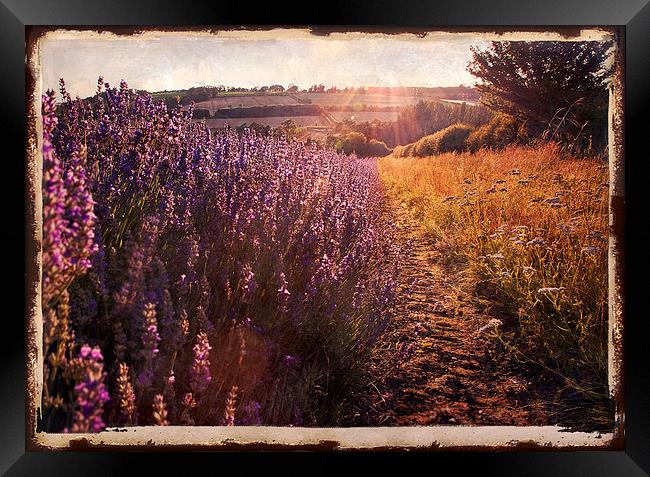 Sunlight on lavendar field Framed Print by Dawn Cox
