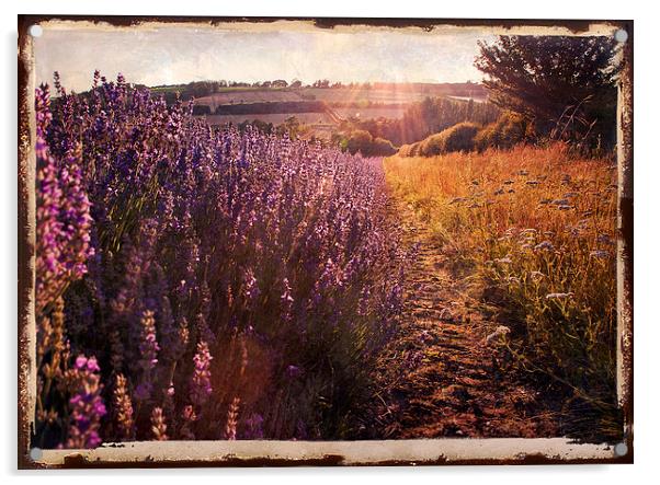 Sunlight on lavendar field Acrylic by Dawn Cox