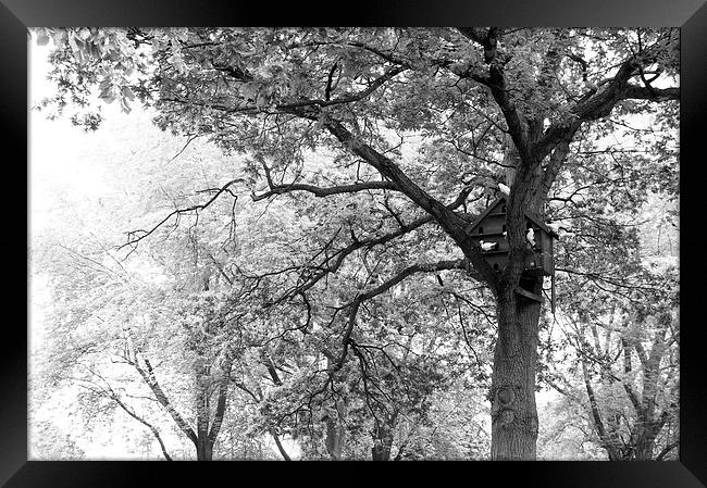 Bird House Tree 2 Framed Print by Mark Holbrook