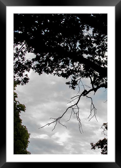 Tree silhouette Framed Mounted Print by Mark Holbrook