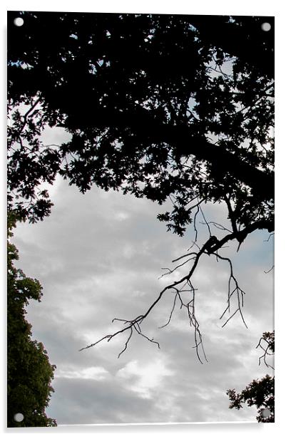 Tree silhouette Acrylic by Mark Holbrook