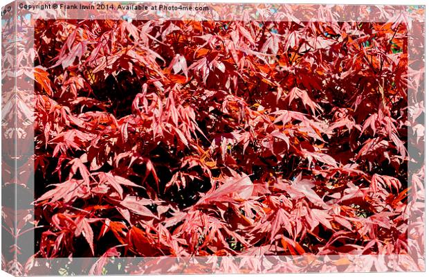 A pleasing mass of maple leaves. Canvas Print by Frank Irwin