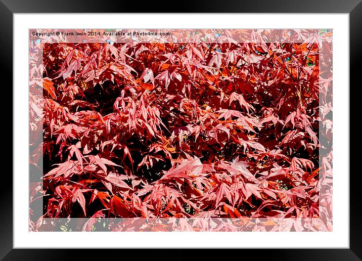A pleasing mass of maple leaves. Framed Mounted Print by Frank Irwin