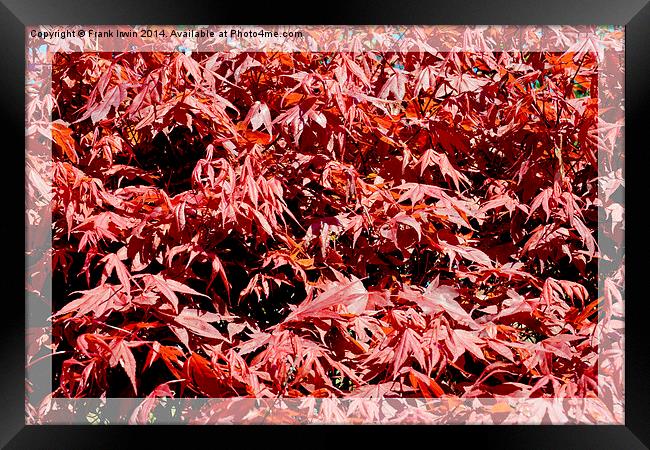A pleasing mass of maple leaves. Framed Print by Frank Irwin