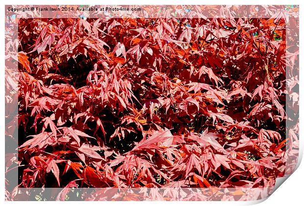 A pleasing mass of maple leaves. Print by Frank Irwin