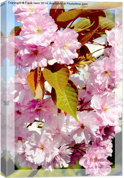 Beautiful Spring Blossom Canvas Print by Frank Irwin