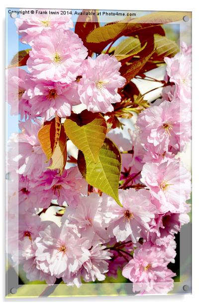 Beautiful Spring Blossom Acrylic by Frank Irwin