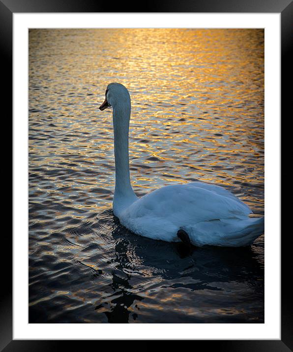 Swan Watching the Sunset Framed Mounted Print by matthew  mallett