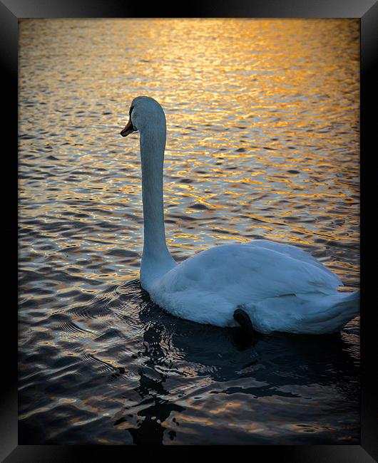 Swan Watching the Sunset Framed Print by matthew  mallett