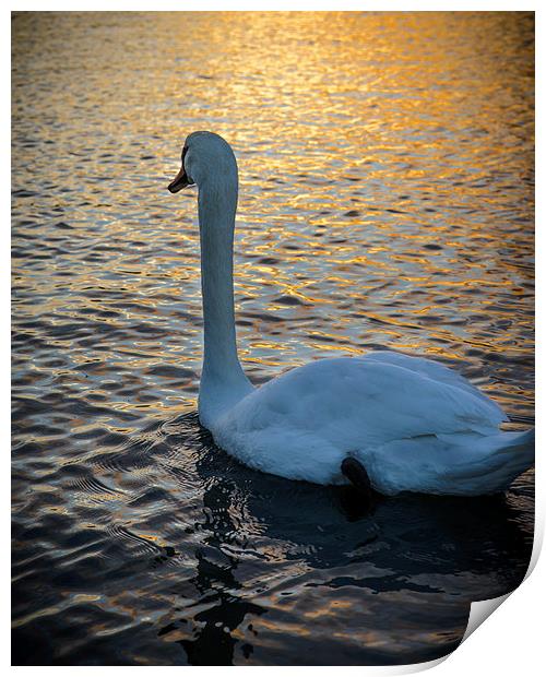 Swan Watching the Sunset Print by matthew  mallett