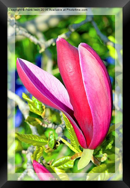 Colourful Spring Magnolia Framed Print by Frank Irwin