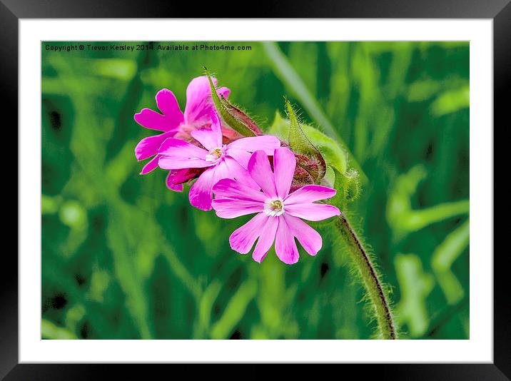 Red Campion Framed Mounted Print by Trevor Kersley RIP
