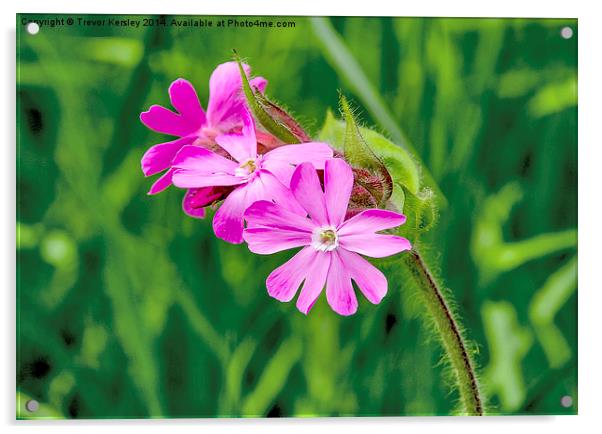 Red Campion Acrylic by Trevor Kersley RIP