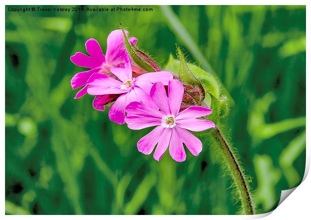 Red Campion Print by Trevor Kersley RIP